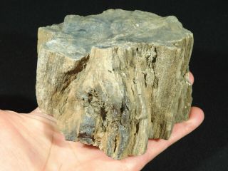 Perfect Bark A 225 Million Year Old Petrified Wood Fossil From Utah 989gr