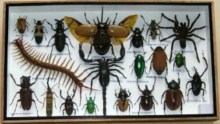 20 Real Bug Mounted Beetle Boxed Rare Insect Display Taxidermy Entomology