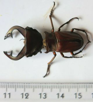 Lucanidae,  Cyclommatus Weinreichi Yapensis,  Giant,  41,  Mm