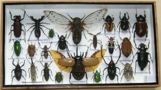 23 Real Bug Mounted Beetle Boxed Rare Insect Display Taxidermy Entomology