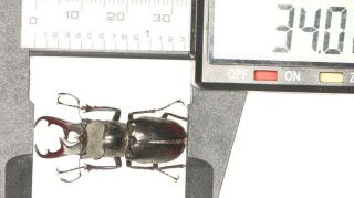Very Rare Lucanidae Lucanus Sp.  From West Yunnan 34mm,  Chance
