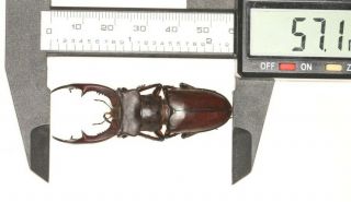 Lucanidae Lucanus Fonti Fujian 57.  1mm
