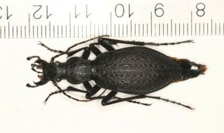 Carabidae Carabus Apotomopterus From Nw Yunnan (2)