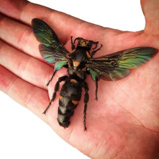 Real Megascolia Procer Female Hornet Wasp Indonesia Mounted Wings Spread