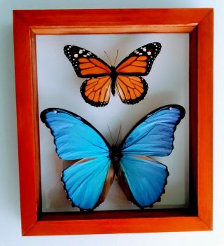 2 Real Framed Butterfly Blue Morpho Didius & Monarch Mounted Double Glass