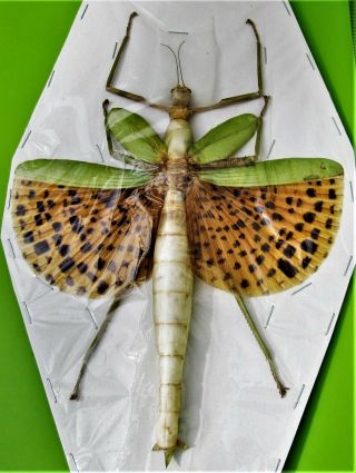 Huge Rare Winged Stick Bug Paracyphocrania Major Female 130 - 140mm Span Fast