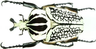 Insect - Cetonidae Goliathus Meleagris Pustulatus - S.  Congo - Male 74 76mm.