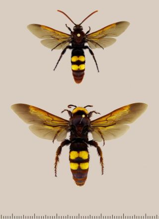 Hymenoptera,  Megascolia Rubida.  Pair.  Female - Extra Rare
