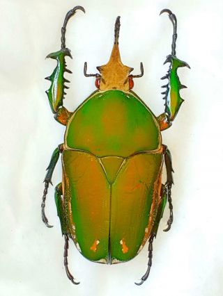 Mecynorrhina Torquata Male Huge 80mm,  Rare Orange Form Cetonidae Cameroon