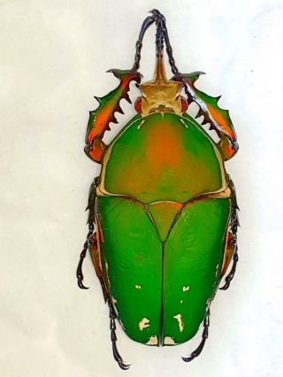 Mecynorrhina Torquata Male Huge 78mm,  Green/orange Cameroon