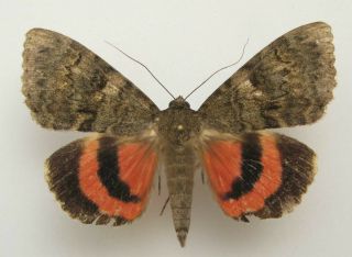 Catocala Oberthuri Male (a2) Very Rare (noctuidae)