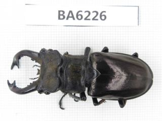 Beetle.  Lucanus Langi.  Tibet,  Motuo County.  1m.  Ba6226.
