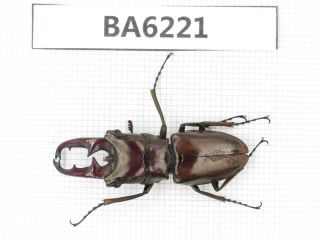 Beetle.  Cyclommatus Sp.  Tibet,  Motuo County.  1m.  Ba6221.