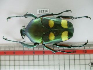 69216 Cetoniidae: Jumnos Ruckeri?.  New?.  Vietnam Central.  Area.  Rare