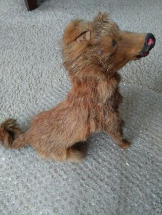 Victorian Taxidermy Toy Dog Rare Oddities Real Fur