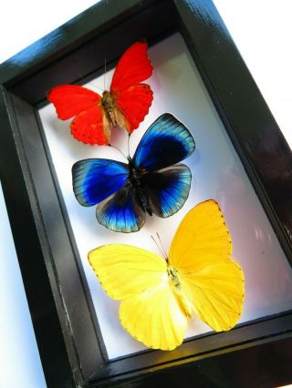 3 Real Framed Butterflies Red,  Blue And Yellow Double Glass " Special Butterfly "