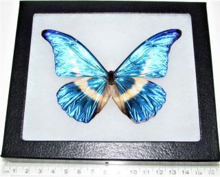 Real Framed Butterfly Blue White Morpho Rhetenor Helena Male H5