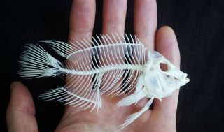 Rare Zebra Cichlid Fish Skeleton Real Complete Animal Museum Grade Taxidermy