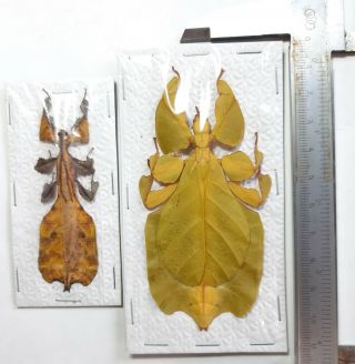 Xrare Yellow Color Pair Leaf Insect : Phyllium Pulchrifolium,  Java,  Indonesia