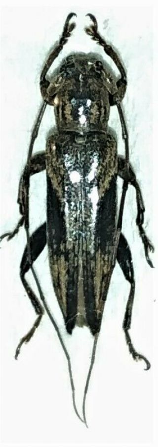 Cerambycidae Sp 12mm From Missol Indonesia
