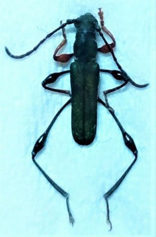 Cerambycidae Sp 8mm From Kalimantan Indonesia