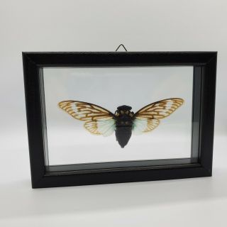 Rare Cicada Insect Tosena Splendida Taxidermy Bug Collectibles Butterfly Exotic