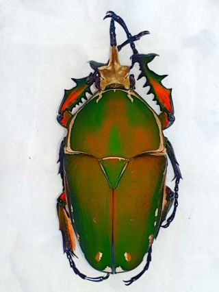 Mecynorrhina Torquata Male Huge 78mm,  Rare Orange Form Cetonidae Cameroon