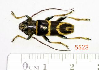 1x.  Cerambycidae Species From Palolo,  Central Sulawesi (5523)
