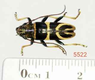 1x.  Cerambycidae Species From Palolo,  Central Sulawesi (5522)