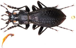 28.  Carabidae - Carabus (apotomopterus) Longeantennatus Longeantennatus.  Male