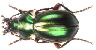 4.  Carabidae - Calosoma (carabophanus) Arrowi Arrowi.  Female