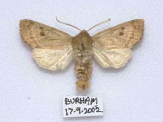 A Rare Example Of A Male Marsh Mallow Moth,  Burham,  2002