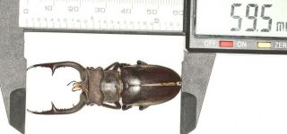 Lucanidae Lucanus Kratzzi 59.  5mm Sichuan