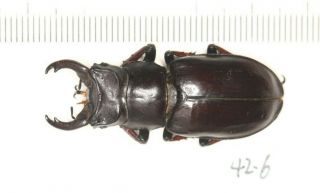 Lucanidae Lucanus Imitator 42.  6mm Tibet