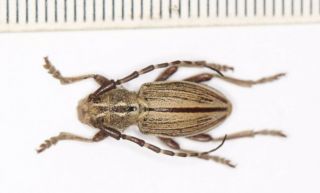Cerambycidae Cerambycinae Eudorcadion From Shanxi