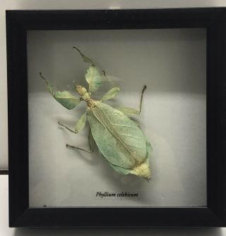 Real Beetle Walking Leaf Insect Display Phyllium Celebicum Bug Taxidermy Frame