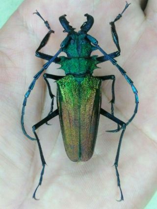 Coleoptera Psalidognathus Superbus 52mm Male Nº 140 From Peru