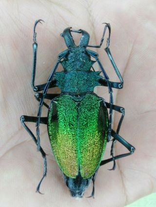 Coleoptera Psalidognathus Superbus 51mm Female Nº 133 From Peru
