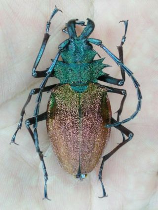 Coleoptera Psalidognathus Superbus 46mm Female Nº 129 From Peru