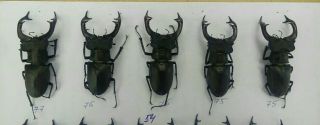 Coleoptera Lucanidae Lucanus Cervus A1/ 5 Piece/ 75 - 77 Mm / Ukraina