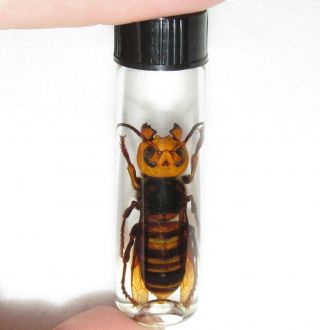 Real Vespa Mandarinia Murder Hornet Wasp Japan Preserved Wet Specimen 2.  5in Vial