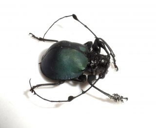 Cerambycidae,  Cyclopeplus Lacordairei (very Rare Species)