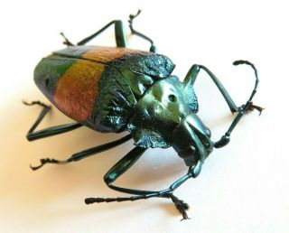 Cerambycidae/ Prioninae Charmallaspis (pyrodes) Sp Rare Special Beetle Peru 1