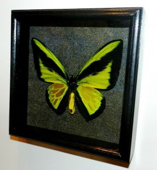 Ornithoptera Goliath Procus Male In A Frame Of Good Breed Siberian Wood