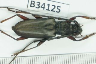 B34125 – Cerambycidae species? Beetles,  insects BA THUOC.  THANH HOA vietnam 2