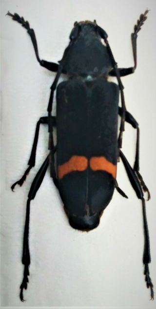 Cerambycidae Sp 25mm From Alor Indonesia