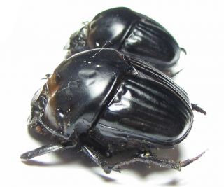 Scarabaeidae,  Oxysternon Ebeninum,  Venezuela