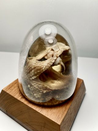 Vintage Western Rattlesnake Taxidermy Head Crystal Ball Display Nature Gems