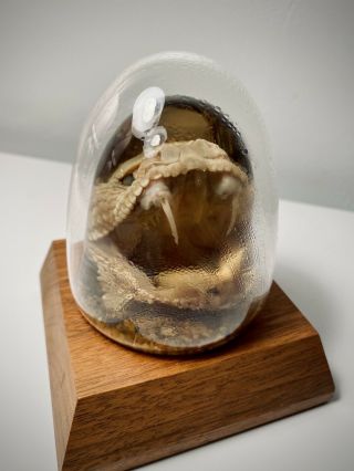 Vintage Western Rattlesnake Taxidermy Head Crystal Ball Display Nature Gems 2