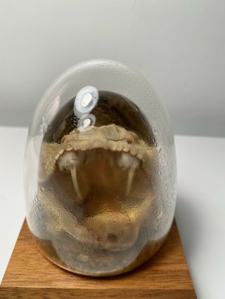 Vintage Western Rattlesnake Taxidermy Head Crystal Ball Display Nature Gems 3